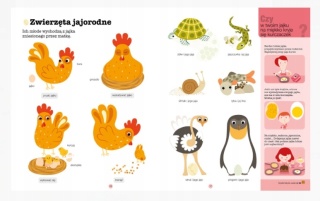 Zwierzęta Praca zbiorowa