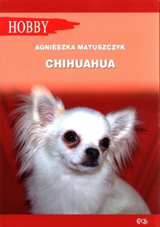 Chihuahua Agnieszka Matuszczyk